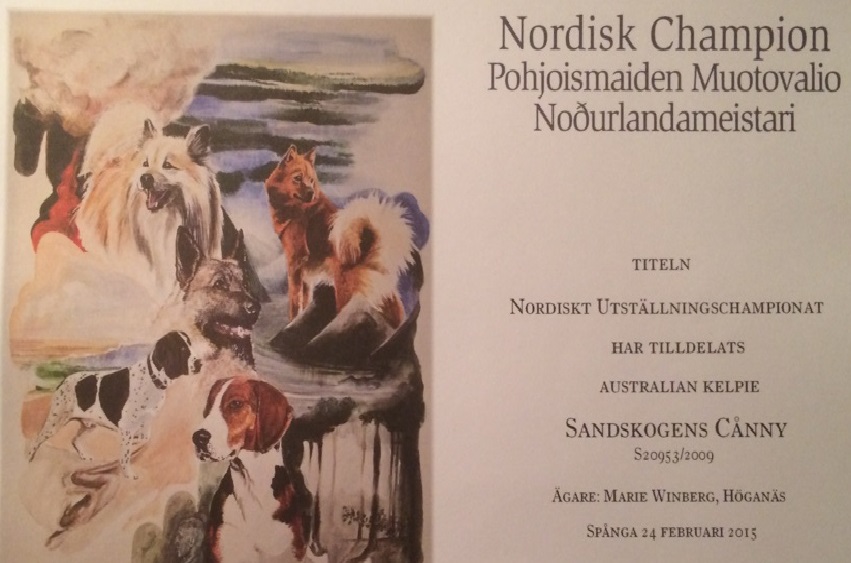 150302 Sandskogens Cånny Nordisk utställningschampion!